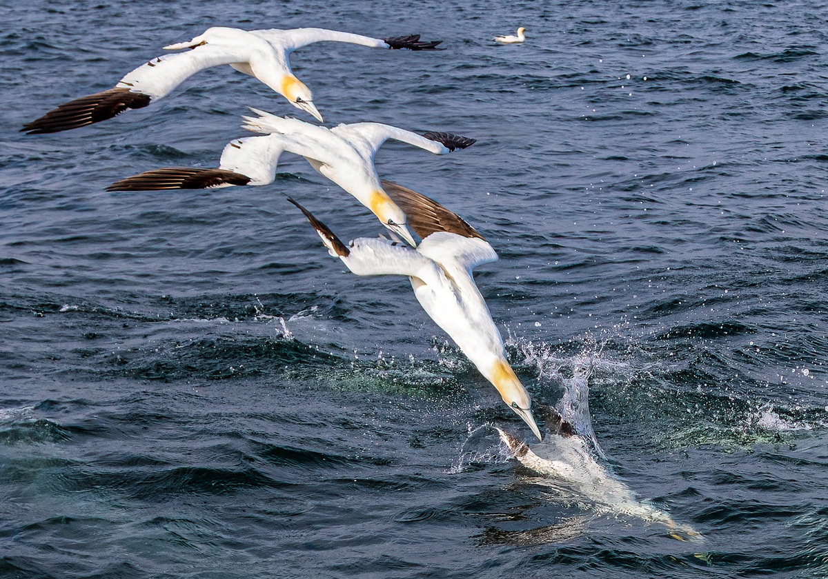 23_Gannet Dive